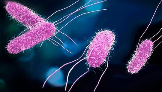 Bacterias_Biodigestora