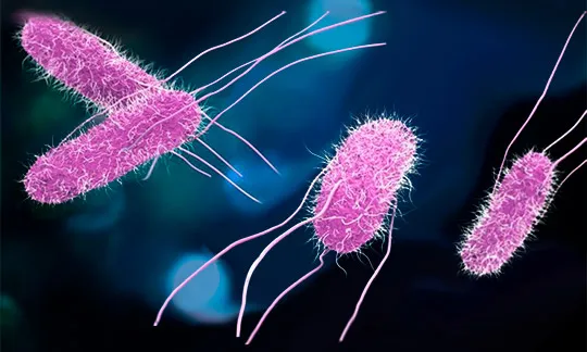 Bacterias_Biodigestora